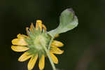 Cucumberleaf sunflower 